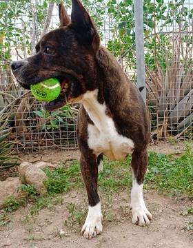 BUDDY Imagen 1